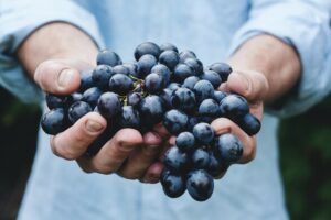 紅葡萄是白藜蘆醇的來源之一